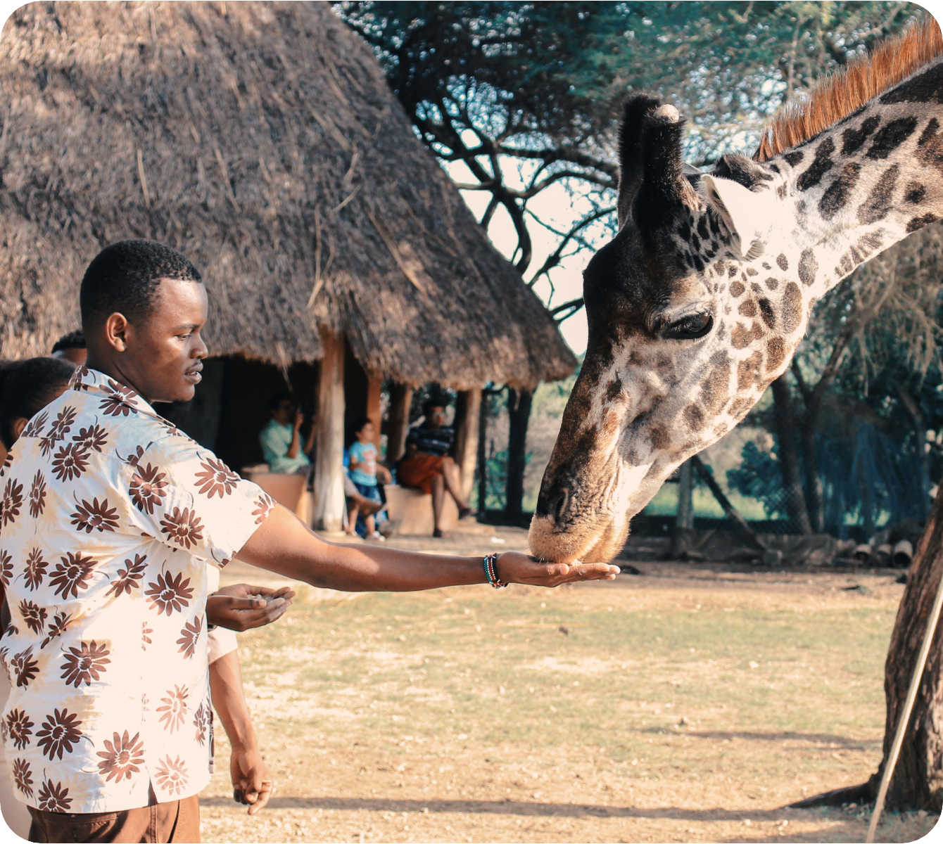 Visite guidée. Un homme donne à manger à une girafe.